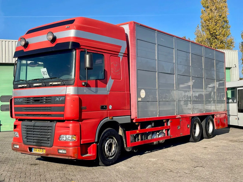 DAF XF 95.430 BERDEX 3 decks. Water, fans, Scales! Excellent condition. - Грузовик для перевозки животных: фото 1 DAF XF 95.430 BERDEX 3 decks. Water, fans, Scales! Excellent condition. - Грузовик для перевозки животных: фото 1