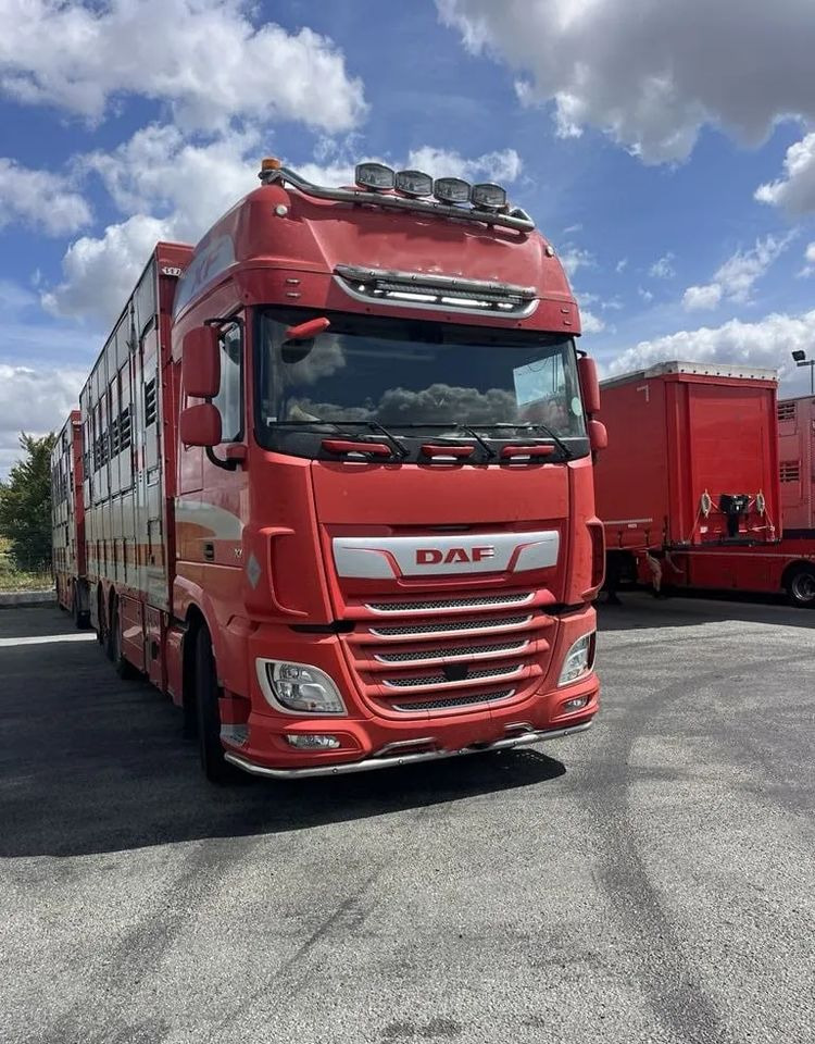 DAF XF 460 + Przyczepa Pezzaoli - 3X Trzoda, 2 X Bydło I 3 poziomy I Podnoszony dach I Hydroburta I Osie Skrętne I Poidła I Wentylatory I Pilot Manualny | Euro5 - Грузовик для перевозки животных: фото 1 DAF XF 460 + Przyczepa Pezzaoli - 3X Trzoda, 2 X Bydło I 3 poziomy I Podnoszony dach I Hydroburta I Osie Skrętne I Poidła I Wentylatory I Pilot Manualny | Euro5 - Грузовик для перевозки животных: фото 1