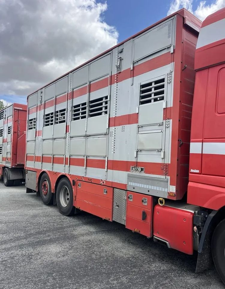 DAF XF 460 + Przyczepa Pezzaoli - 3X Trzoda, 2 X Bydło I 3 poziomy I Podnoszony dach I Hydroburta I Osie Skrętne I Poidła I Wentylatory I Pilot Manualny | Euro5 - Грузовик для перевозки животных: фото 5 DAF XF 460 + Przyczepa Pezzaoli - 3X Trzoda, 2 X Bydło I 3 poziomy I Podnoszony dach I Hydroburta I Osie Skrętne I Poidła I Wentylatory I Pilot Manualny | Euro5 - Грузовик для перевозки животных: фото 5