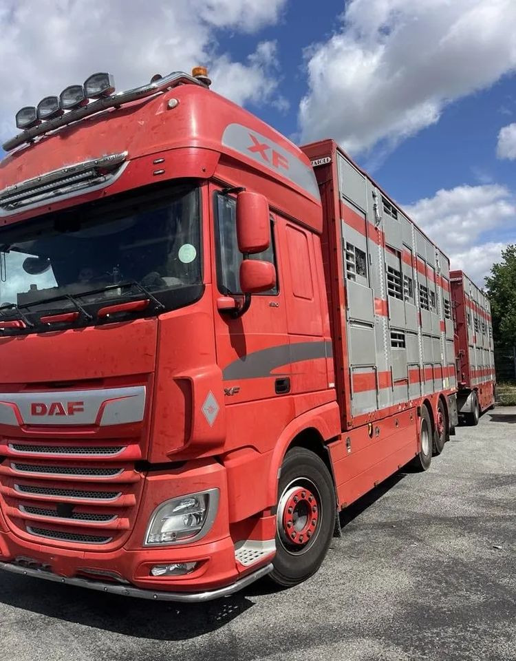 DAF XF 460 + Przyczepa Pezzaoli - 3X Trzoda, 2 X Bydło I 3 poziomy I Podnoszony dach I Hydroburta I Osie Skrętne I Poidła I Wentylatory I Pilot Manualny | Euro5 - Грузовик для перевозки животных: фото 2 DAF XF 460 + Przyczepa Pezzaoli - 3X Trzoda, 2 X Bydło I 3 poziomy I Podnoszony dach I Hydroburta I Osie Skrętne I Poidła I Wentylatory I Pilot Manualny | Euro5 - Грузовик для перевозки животных: фото 2
