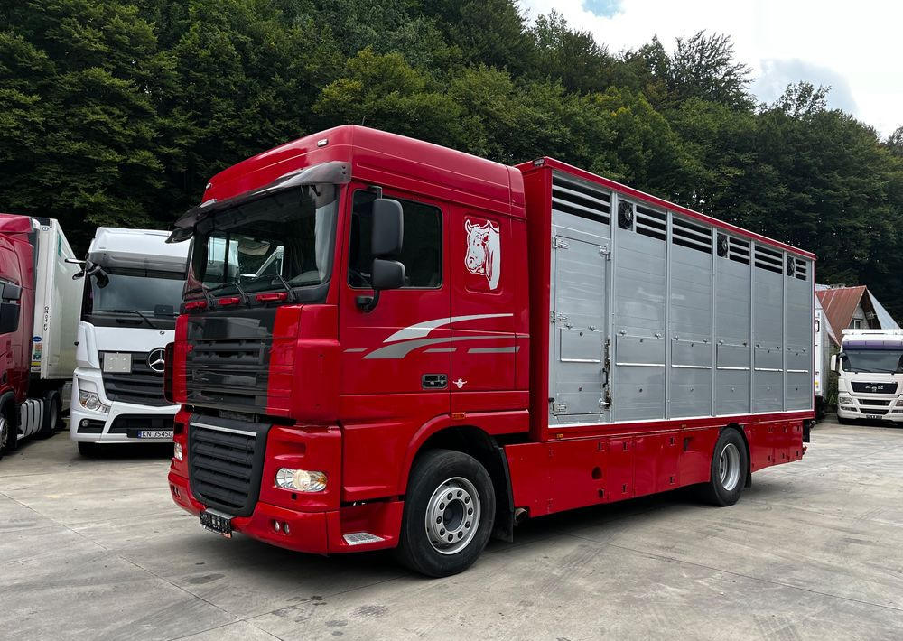DAF XF 105.460 Euro 5 // Manual // Retarder // Do Żywca / Bydła / Zwierząt / - Грузовик для перевозки животных: фото 1 DAF XF 105.460 Euro 5 // Manual // Retarder // Do Żywca / Bydła / Zwierząt / - Грузовик для перевозки животных: фото 1