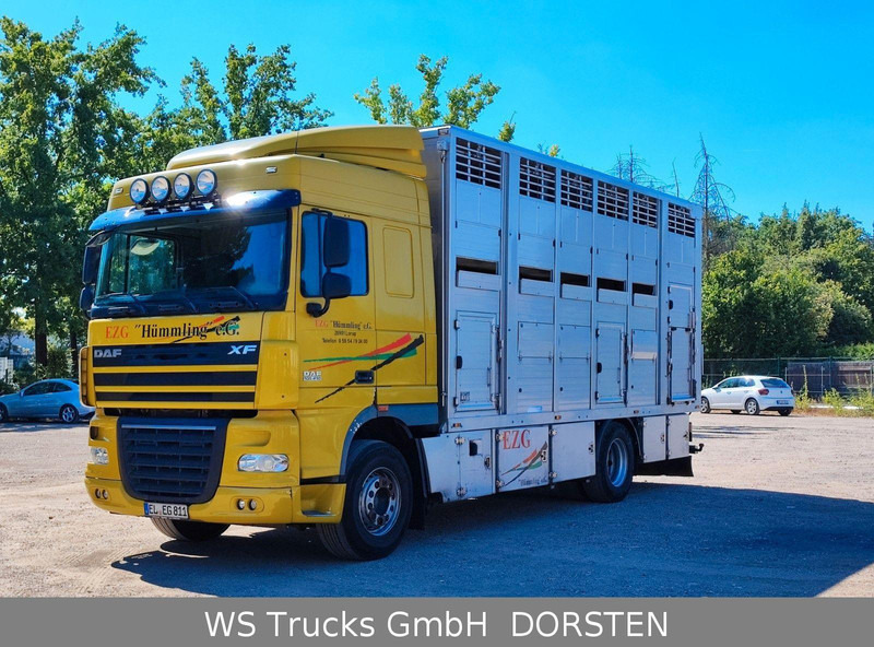 DAF XF410 Menke Doppelstock - Грузовик для перевозки животных: фото 1 DAF XF410 Menke Doppelstock - Грузовик для перевозки животных: фото 1